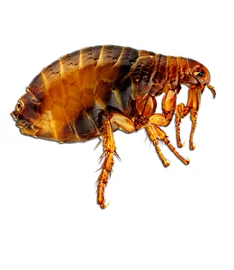 2-3-комнатная квартира